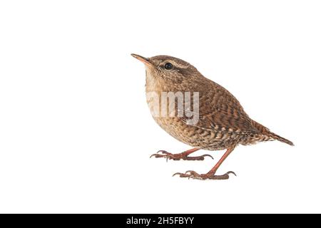 Eurasian Wren, Troglodytes troglodytes, isolato su sfondo bianco Foto Stock