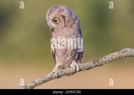 Scope europee gufo Otus scops seduta sul ramo. Uccello nel selvaggio. Foto Stock
