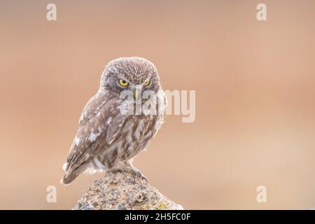 Uccello femmina piccolo gufo Athene noctua seduta su una pietra e guarda avanti. Foto Stock