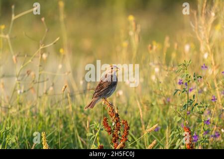 Granoturco che accatastano Emberiza calandra, siede su una pianta su uno sfondo verde bello. Foto Stock