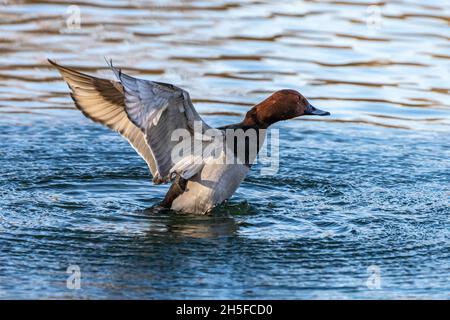 Anatra solitaria al lago Kleinhesseloher nel giardino inglese di Monaco, Germania. Foto Stock