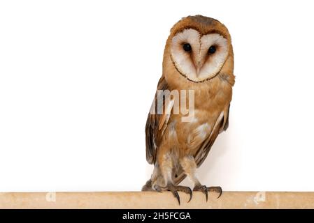 Gufo di fienile comune. Tyto alba, primo piano. Foto Stock