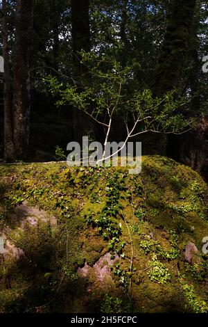 Holly Tree Sparling cresce da una roccia coperta di muschio e edera, in luce del sole applitto, nella riserva naturale di Glengarriff Woods, Glengarriff, County Cork, Foto Stock