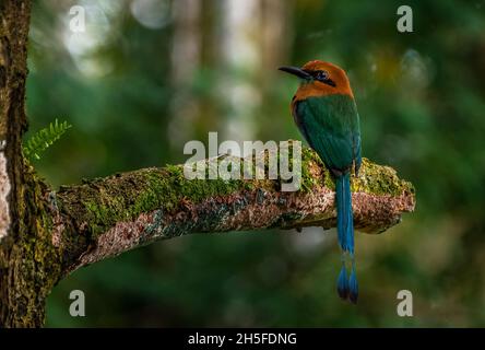 il platyrhynchum di motmot Electron, con un'ampia fattura, è appollaiato su un albero nella foresta pluviale Foto Stock