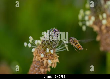 Diptero posto sulla pianta contribuisce all'impollinazione. Foto Stock