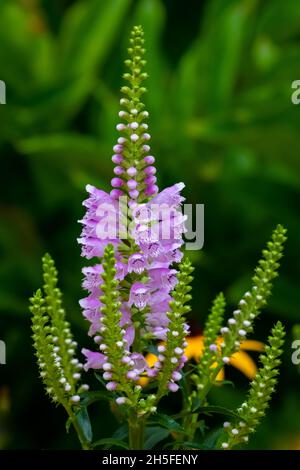 Pianta obbediente (Physostegia virginiana) aka Falso Dragonhead - macro, estate pomeriggio sole Foto Stock