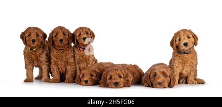 Fila di sette adorabili rossi 8 settimane giovane Cobberdog aka Labradoodle cuccioli, seduti e posati tutti accanto l'uno all'altro. Tutti guardando verso la fotocamera. Isola Foto Stock