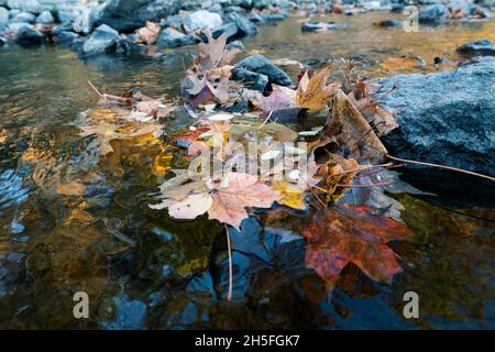 Autunno, foglie di caduta galleggianti sull'acqua, colori di caduta, foglie di acero Foto Stock
