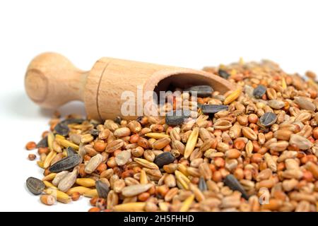 Alimentazione invernale mista per uccelli su sfondo bianco Foto Stock