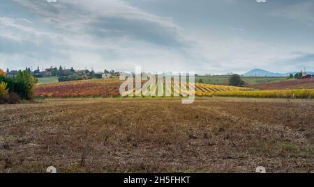 Vigne autunnali e campi di mais raccolti sulle colline ondulate della campagna bolognese. Crespellano, provincia di Bologna, Emilia-Romagna, Italia Foto Stock