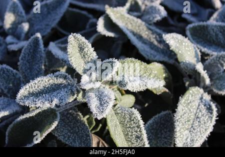 salvia con gelo in inverno Foto Stock