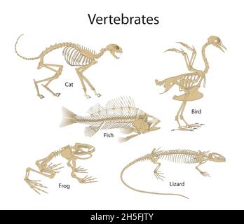 I Vertebrati sono animali con le ossa posteriori Foto Stock
