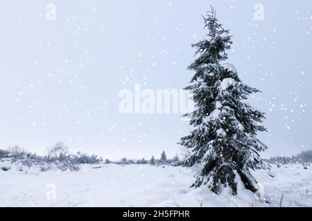 Paesaggio invernale con coperta di neve albero. Foto Stock