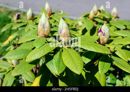 Cespuglio di molti delicati boccioli di fiori viola vividi di azalea o Rhododendron pianta in una primavera soleggiato giardino Scootish, bello esterno sfondo floreale p Foto Stock