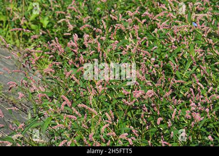 Il pollice della donna, il pollice della donna macchiato, Jesusplant, redshank, Floh-Knöterich, Persicaria maculosa, Polygonum persicaria, baracklevelű keserűfű, Ungheria Foto Stock