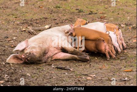 Scrofa suinetti di suino che allattano Foto Stock