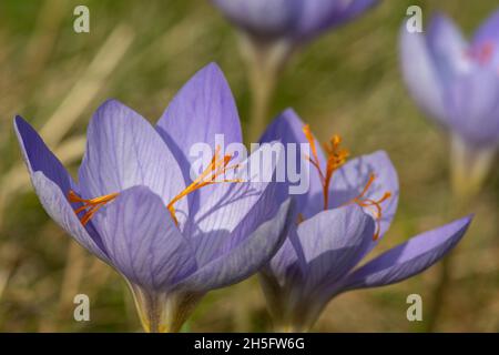Primo piano di Biebersteins crocus (crocus speciosus) fiori in fiore Foto Stock