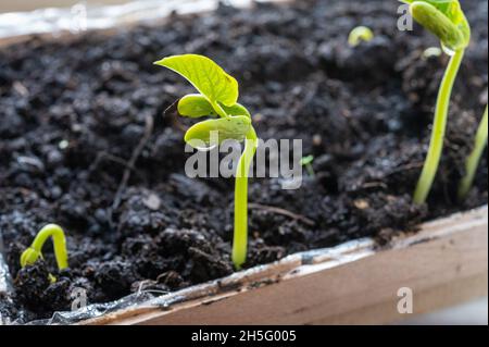 Germinazione di piante di fagioli in primavera precoce sul davanzale per piantando in giardino vicino Foto Stock