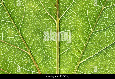 Foglia verde con le vene in primo piano Foto Stock