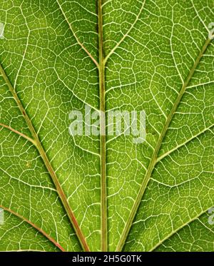 Foglia verde con le vene in primo piano Foto Stock