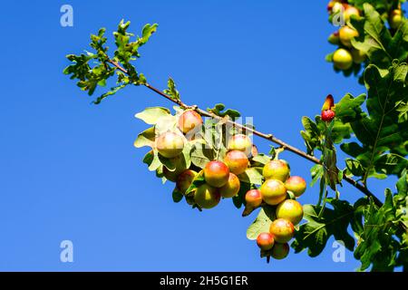 Cynips quercusfolii palline di gall su foglia di quercia contro un cielo blu. La quercia di gall è causata dall'insetto Cynips gallae tinctoriae Foto Stock