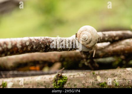 Guscio a chiocciola a spirale su ramo di legno Foto Stock