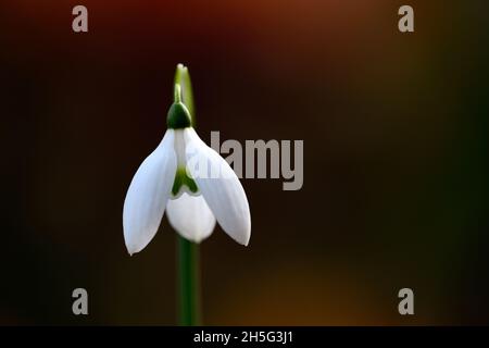 Galanthus reginae-olgae Tilebarn Jamie, snowdrop,fiore,inizio,goccia di neve,bianco,fiori,fiori,bulbi,gocce di neve,primavera,fioritura,collezionisti,rari,galantophi Foto Stock