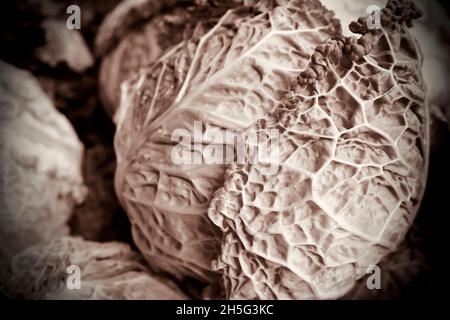 Verza Cabbage teste con sorprendente crinkly foglie. Primo piano di una foto drammatica Foto Stock