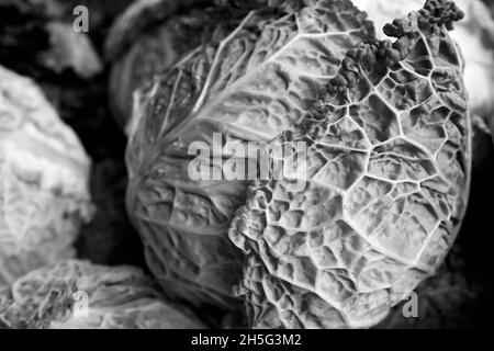 Verza Cabbage teste con sorprendente crinkly foglie. Primo piano di una foto drammatica Foto Stock