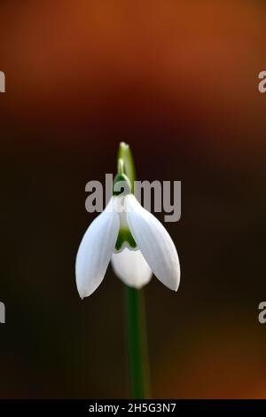 Galanthus reginae-olgae Tilebarn Jamie, snowdrop,fiore,inizio,goccia di neve,bianco,fiori,fiori,bulbi,gocce di neve,primavera,fioritura,collezionisti,rari,galantophi Foto Stock