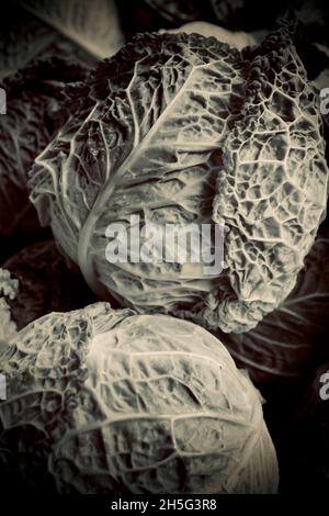 Verza Cabbage teste con sorprendente crinkly foglie. Primo piano di una foto drammatica Foto Stock