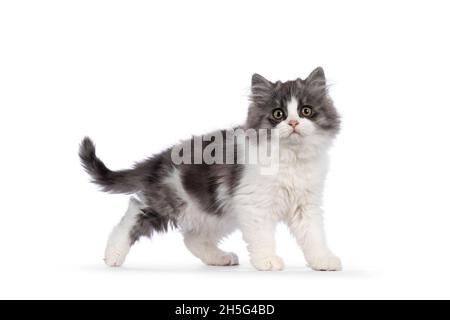 Molto carino blu con gattino di gatto Cymric aka Longhaired Manx gattino, camminando sensi laterali. Guardare direttamente nella fotocamera con gli occhi più dolci. Isolat Foto Stock