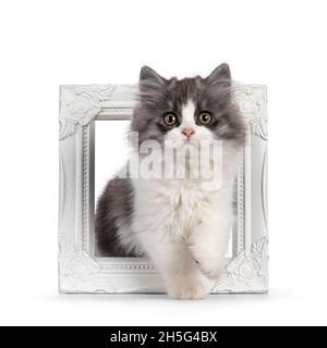 Molto carino blu con coda bianca Cymric aka Longhaired Manx gatto gattino, passo attraverso la cornice fotografica bianca. Guardare direttamente nella fotocamera con il dolce Foto Stock