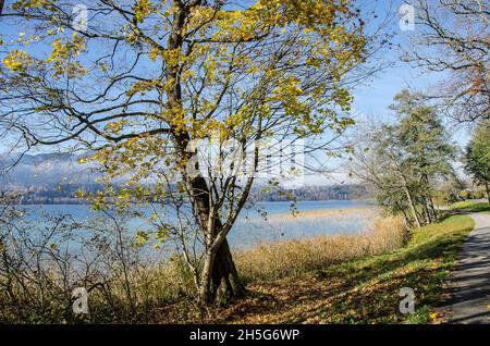 Lago Tegernsee e le montagne che circondano il lago Tegernsee in autunno con un po' di nebbia e i bellissimi colori autunnali dell'altopiano alpino Foto Stock