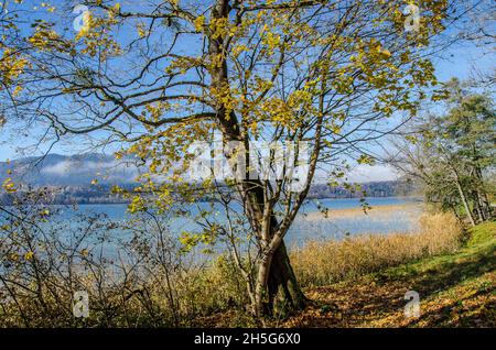 Lago Tegernsee e le montagne che circondano il lago Tegernsee in autunno con un po' di nebbia e i bellissimi colori autunnali dell'altopiano alpino Foto Stock