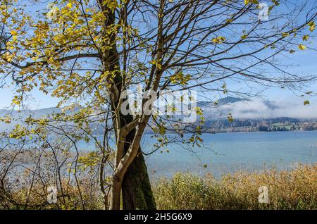 Lago Tegernsee e le montagne che circondano il lago Tegernsee in autunno con un po' di nebbia e i bellissimi colori autunnali dell'altopiano alpino Foto Stock