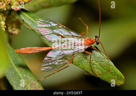 Ichneumon vespa (Enicospilus) su foglie di Oleander, vista dorsale. Parassitoide comune che depone le uova sugli insetti dell'ospite e le loro larve si nutrono sull'ospite. Foto Stock