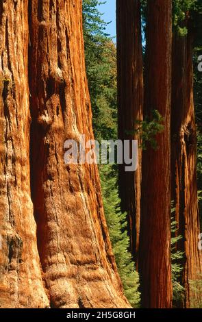 General Sherman Tree, Sequoia National Park, California, Stati Uniti d'America Foto Stock