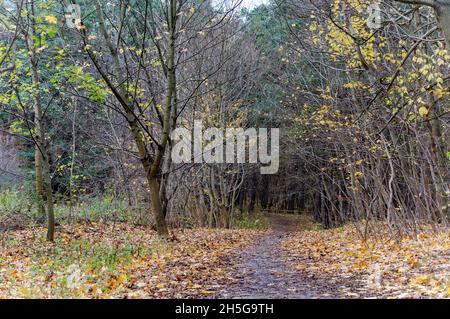 Autunno nel Parco. Autunno foresta. Foglie gialle e rosse sugli alberi in autunno. Una strada forestale. Foto Stock