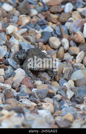 Toad comune europeo (Bufo bufo). Seduta su un sentiero di ghiaia in posizione esposta e vulnerabile. Prima sera, crepuscolare, attività in movimento Foto Stock