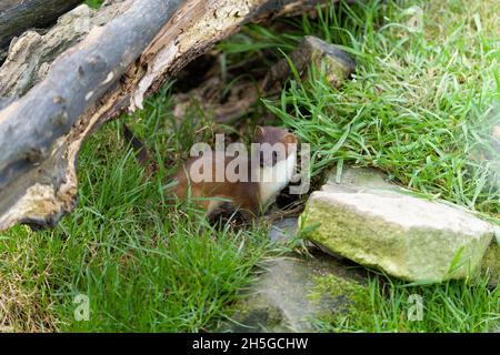 Stoat, Mustela erminea, Single Mammal, Captive, ottobre 2021 Foto Stock