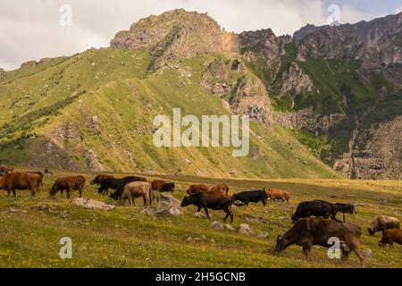 Mucche da latte cornate che pascolo su un pendio coperto di fiori selvatici con le cime dei caucus inferiori dietro di loro Foto Stock