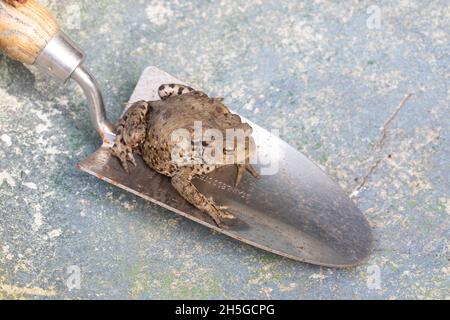 Toad comune europeo (Bufo bufo). Seduto sulla cazzuola di un giardiniere. Mezzi di attento trasferimento al luogo alternativo del posticino all'interno dell'area del giardino. Foto Stock