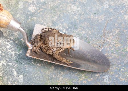 Toad comune europeo (Bufo bufo). Seduto sulla cazzuola di un giardiniere. Mezzi di attento trasferimento al luogo alternativo del posticino all'interno dell'area del giardino. Foto Stock