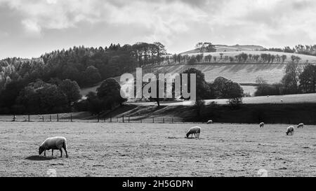 Un'immagine in bianco e nero di pecore che pascolo accanto al fiume Derwent a Hathersage nel Derbyshire Dales. Foto Stock