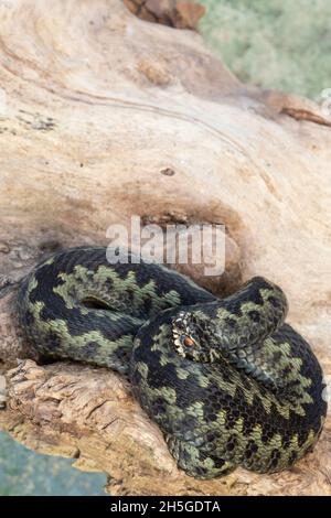 Sommatore, Norther Viper (Vipera berus). Attività, termoregolazione, comportamento, giornaliero, stagionale, preferito, temperatura richiesta, necessario, cibo, digestione Foto Stock