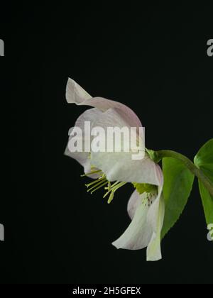 Primo piano di un fiore di una rosa di lenticchie, Helleborus orientalis Foto Stock