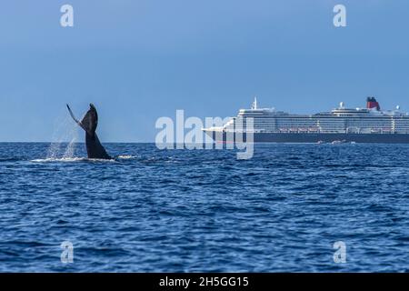 Un Humpback Whale fluke davanti distante di una nave da crociera. Foto Stock