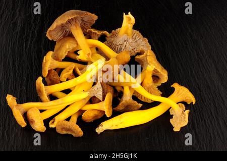 Funghi freschi selvatici Chanterelle su uno sfondo di ardesia di pietra Foto Stock