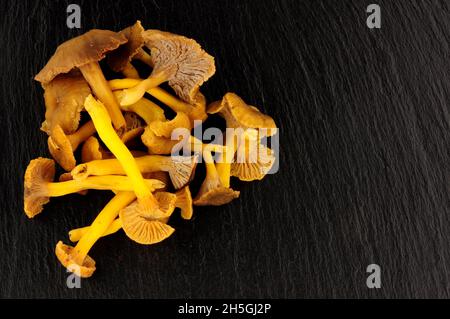 Funghi freschi selvatici Chanterelle su uno sfondo di ardesia di pietra Foto Stock